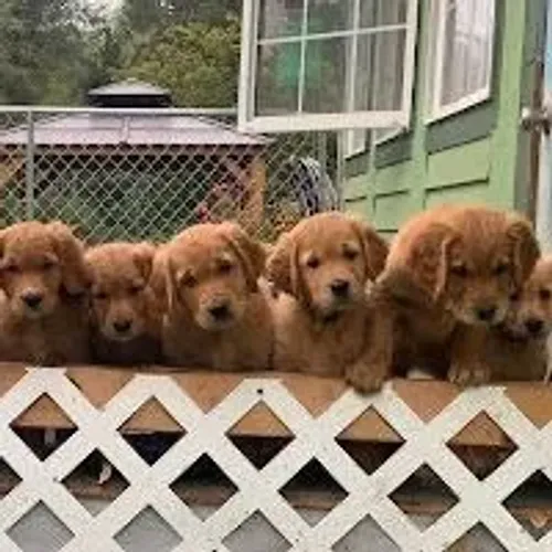 Filhotes de Golden Retriever | Carinho que deixa tudo leve.