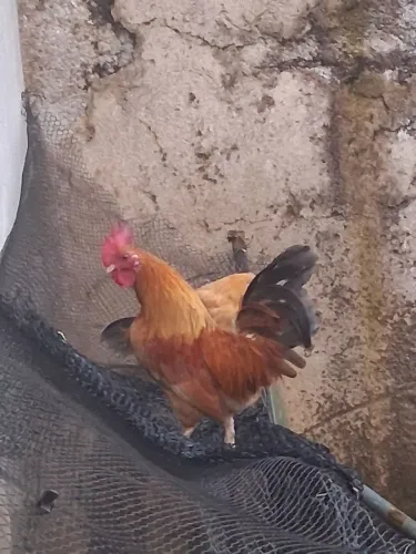 Garnize adulto macho