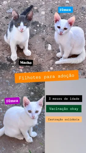 Filhotes de gatos para adoção