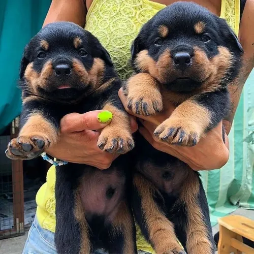 Rottweiler - Um Verdadeiro Campeão De Audiência