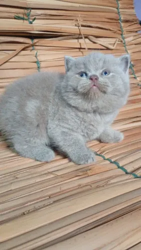 Gato briths shorther