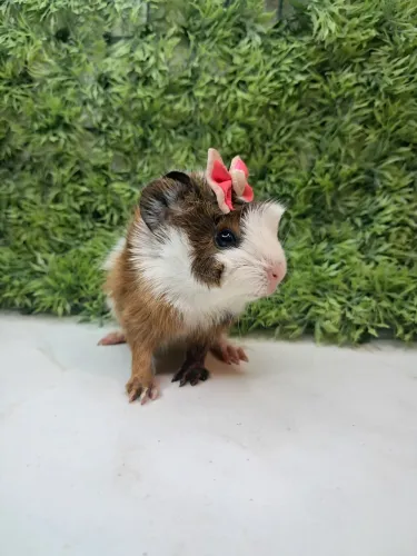 Porquinho da india