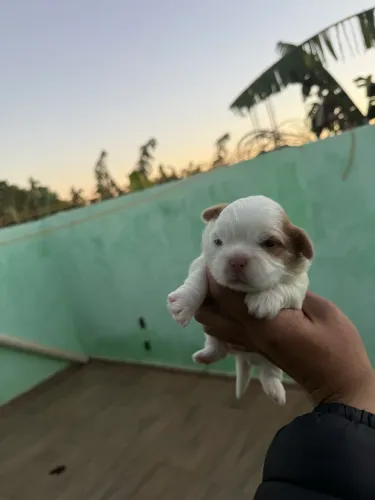 Shitzu