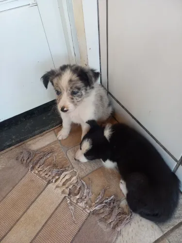 Filhotes de border collie
