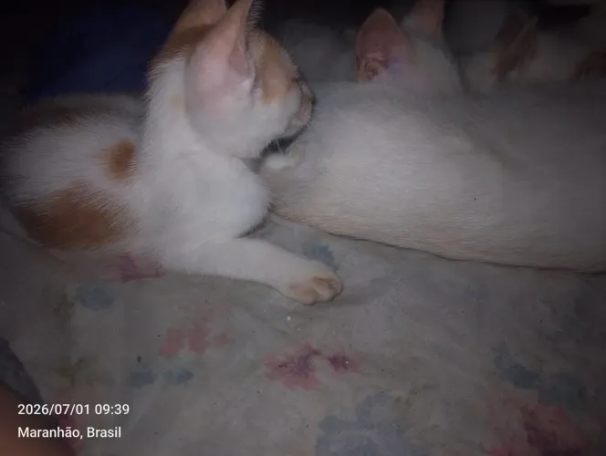 Gato