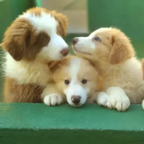 ?Venda de filhotes de Border Collie - confira?