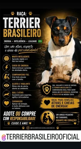 Terrier Brasileiro CBKC - Fox Paulistinha 