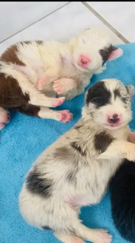 Border Collie Slate/Ardósia Merle Fêmea PELAGEM RARA 