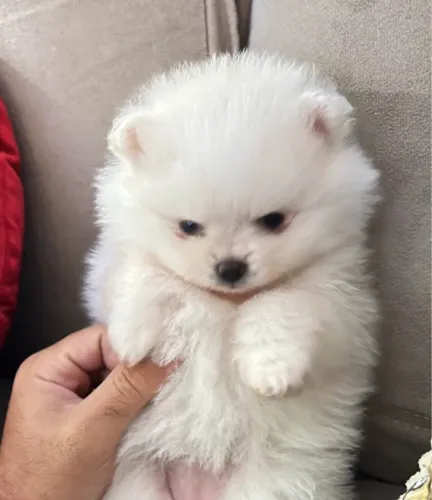 Lulu da Pomerânea Filhotes Anões Sensacionais. 