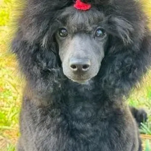 Poodle,Poodle Filhote Top Padrão da Raça