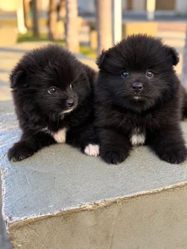 Spitz Alemão Lulu da Pomerânia Preto - Macho e Fêmea 