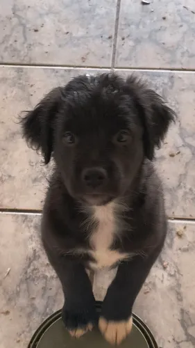 Doação de pets