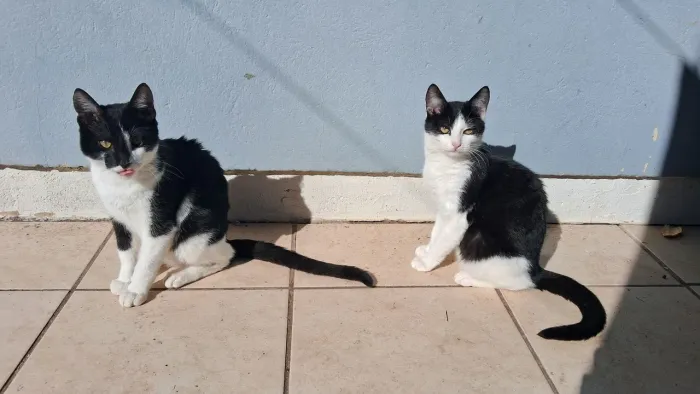Doa-se Gatinhos ? 