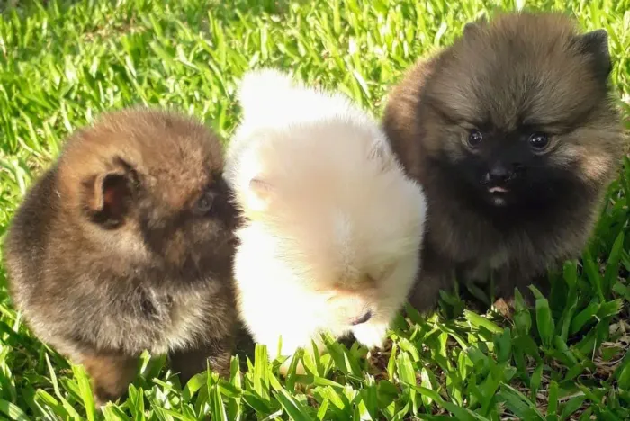 Spitz Alemão Anão m/f criação selecionada parc/10x entrego hoje chama no zap