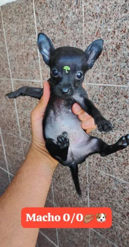 Pinscher com 64 dias vermifugado