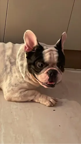 Buldogue francês para coberta