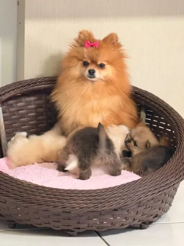 3 machos Lulu da pomerânia spitz alemão com 32 dias a partir de R$ 3.000,00