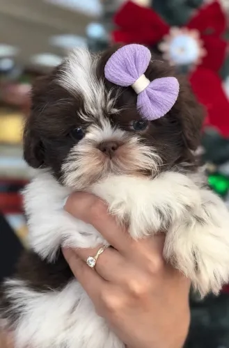 Os mais belos filhotes de shih tzu estão aqui