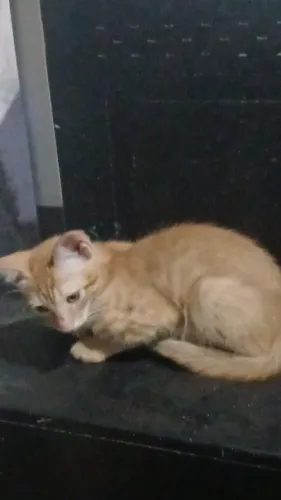 GATO - ADOÇÃO RESPONSÁVEL