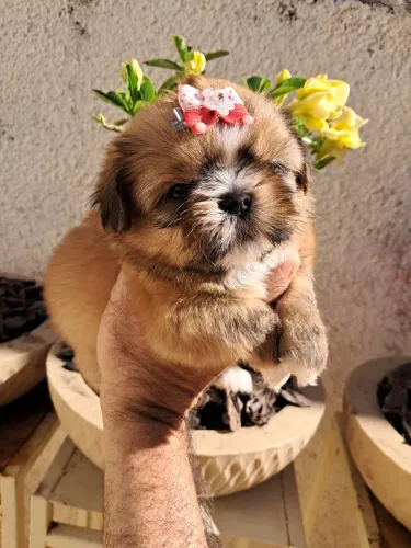 Shihtzus fêmeas puríssimas