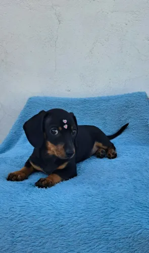 Presenteie quem vc ama filhote de basset teckel anão entrega imediata 