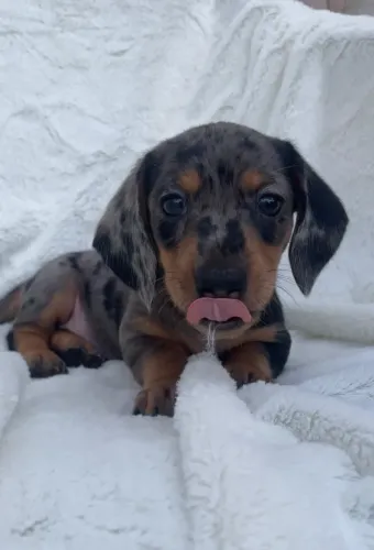 dachshund com 50 dias