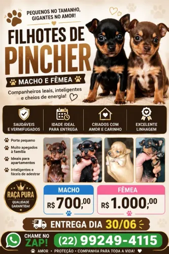 Filhotes de Pincher 