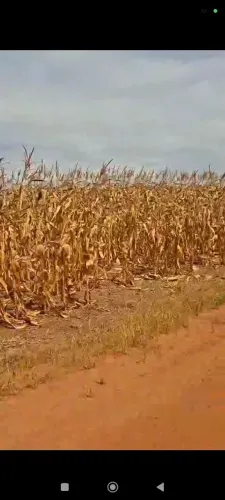 Fazenda de arrendamento 4 mil hec Soja em Confresa MT. Paga na safra.