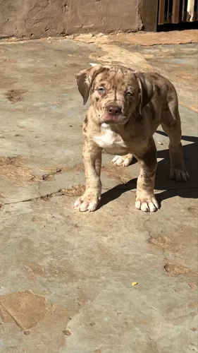 Filhote Pit Monster