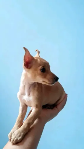 Filhote de Pinscher Zero Disponível