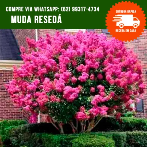 Mudas de Resedá Rosa
