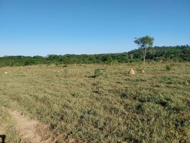 Fazenda de 309 alq, 170 alq abertos em novo mundo MT. 23 milhões.