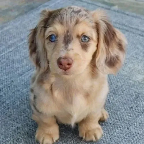 Filhote de teckel ! Melhores 