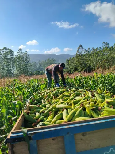 Milho verde selecionado ponto de praia