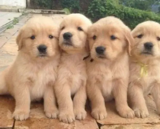 Filhotes Golden Retriever patas sujas coração limpo