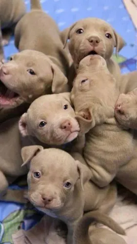 Filhotes de Pitbull são tai amigos que só faltam falar