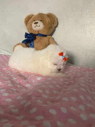 Maltês Micro com preço promocional neste mês das crianças!Chama no WhatsApp 