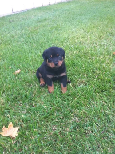 Rottweiler para cuidar da casa