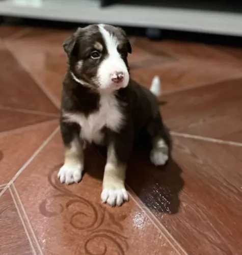 Filhotes border collie 