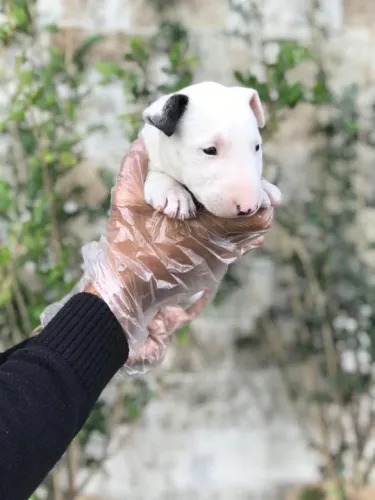 Bull terrier miniatura - Linda fêmea com garantia em contrato- Leia a descrição