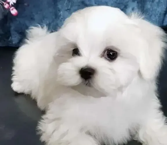 Maltês Babys Miniatura Brancos, Muito Amorosos e Fofos