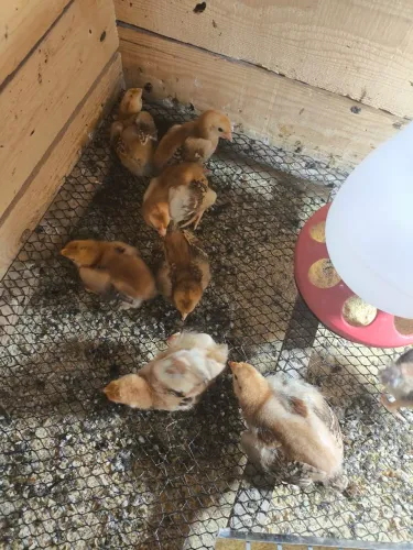 Pintinhos De Galinha EMBRAPA 051 Tops 