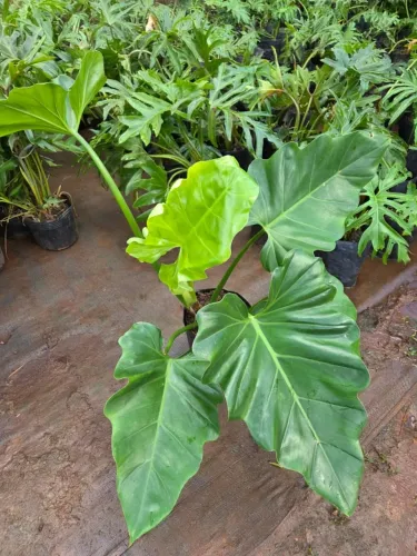 ? Raro e Deslumbrante: Conheça o Philodendron danteanum! ?