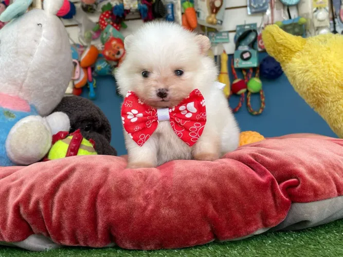 Spitz Alemão Anão disponíveis