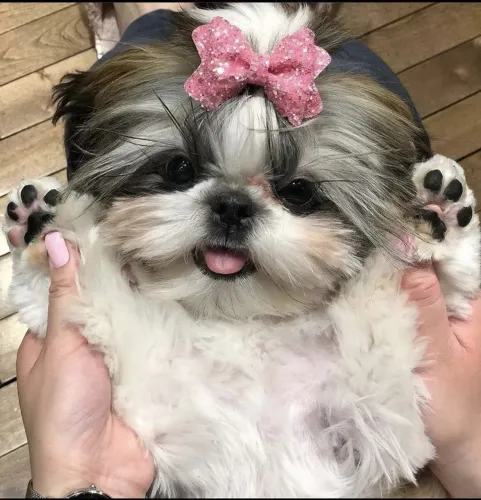 Filhote Shih Tzu com essas patinhas para conquistar o mundo
