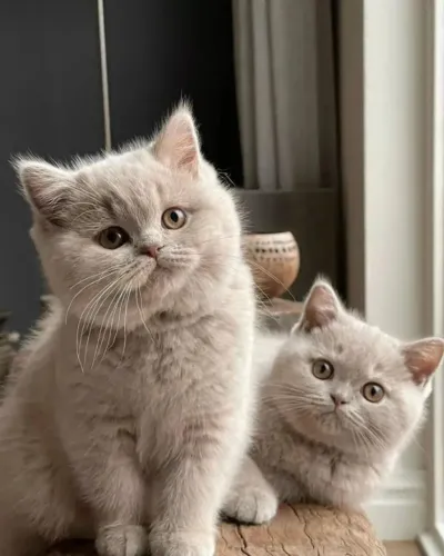 British Shorthair - Lindos Filhotes
