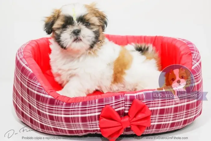 Lhasa Apso - Filhotes Encantadores para Seu Lar!