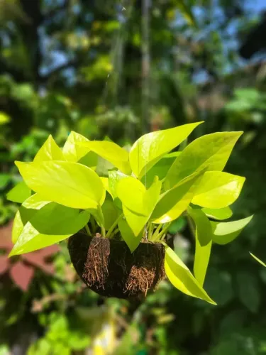 Muda de Planta Jiboia na combuca Artesanal pedente