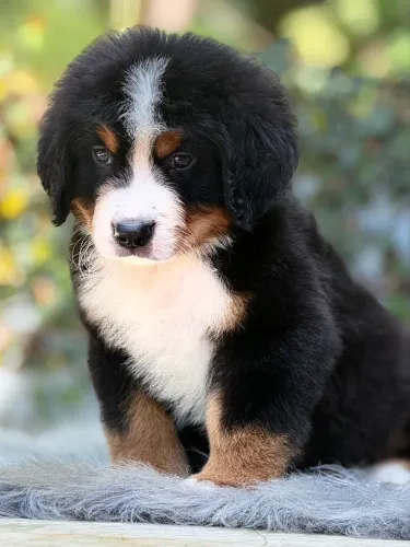 Bernese Mountain Dog - Filhotes disponíveis com Pedigree CBKC