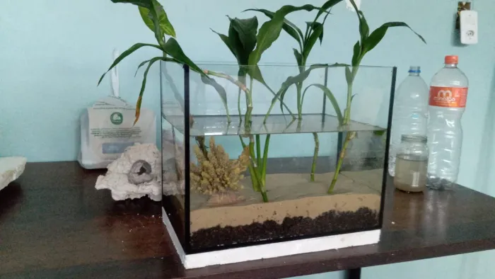 AQUÁRIO PLANTADO.